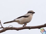 Northern Shrike